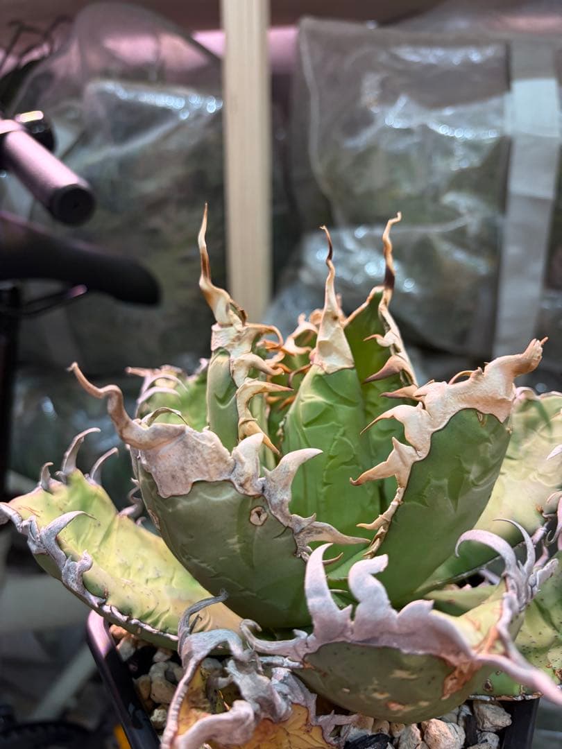 オアハカ アガベ チタノタ 現地球 発根済み