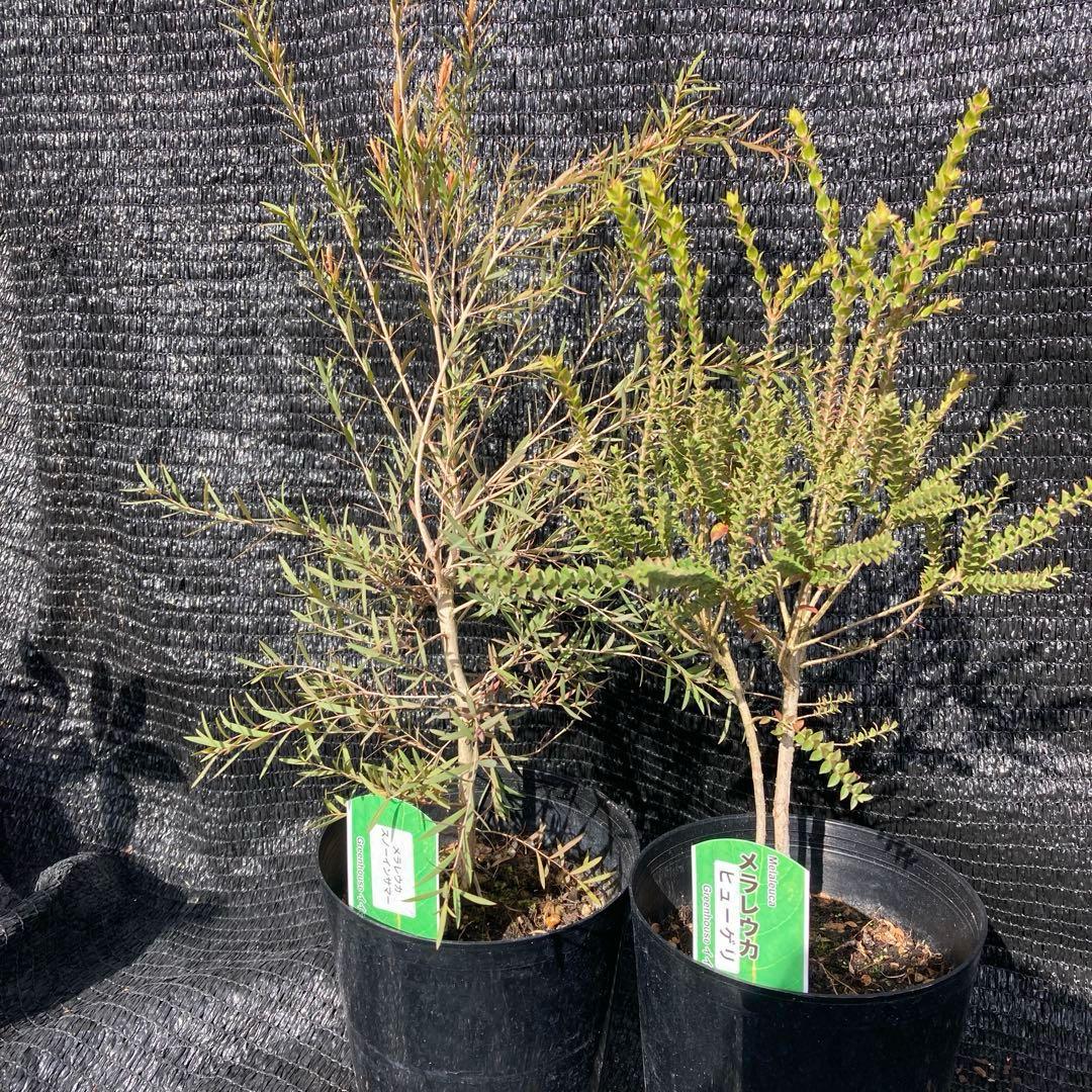 ①*:ஐ2種セット*:ஐメラレウカ・苗木【ヒューゲリ・スノーインサマー】5号
