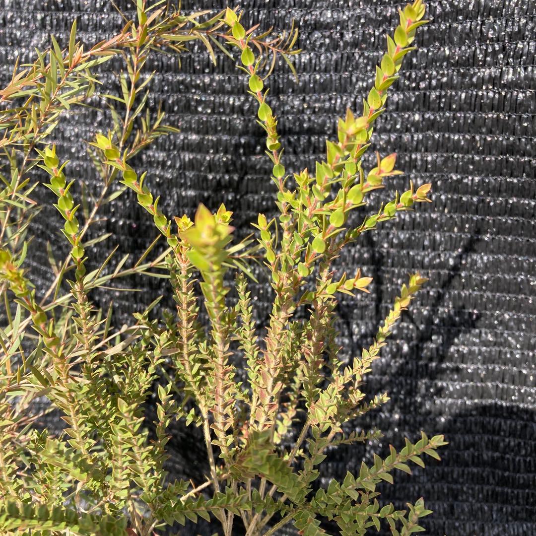 ①*:ஐ2種セット*:ஐメラレウカ・苗木【ヒューゲリ・スノーインサマー】5号