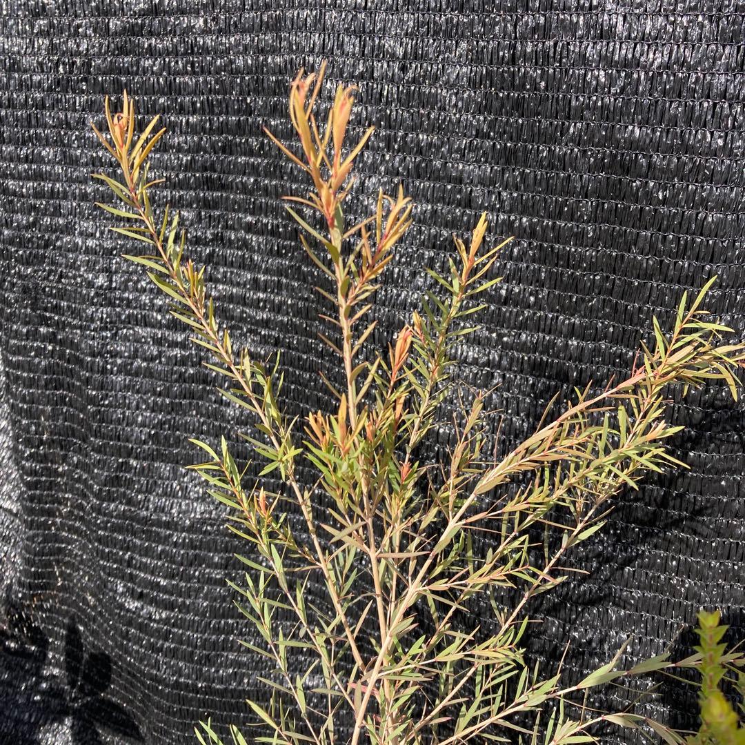 ①*:ஐ2種セット*:ஐメラレウカ・苗木【ヒューゲリ・スノーインサマー】5号