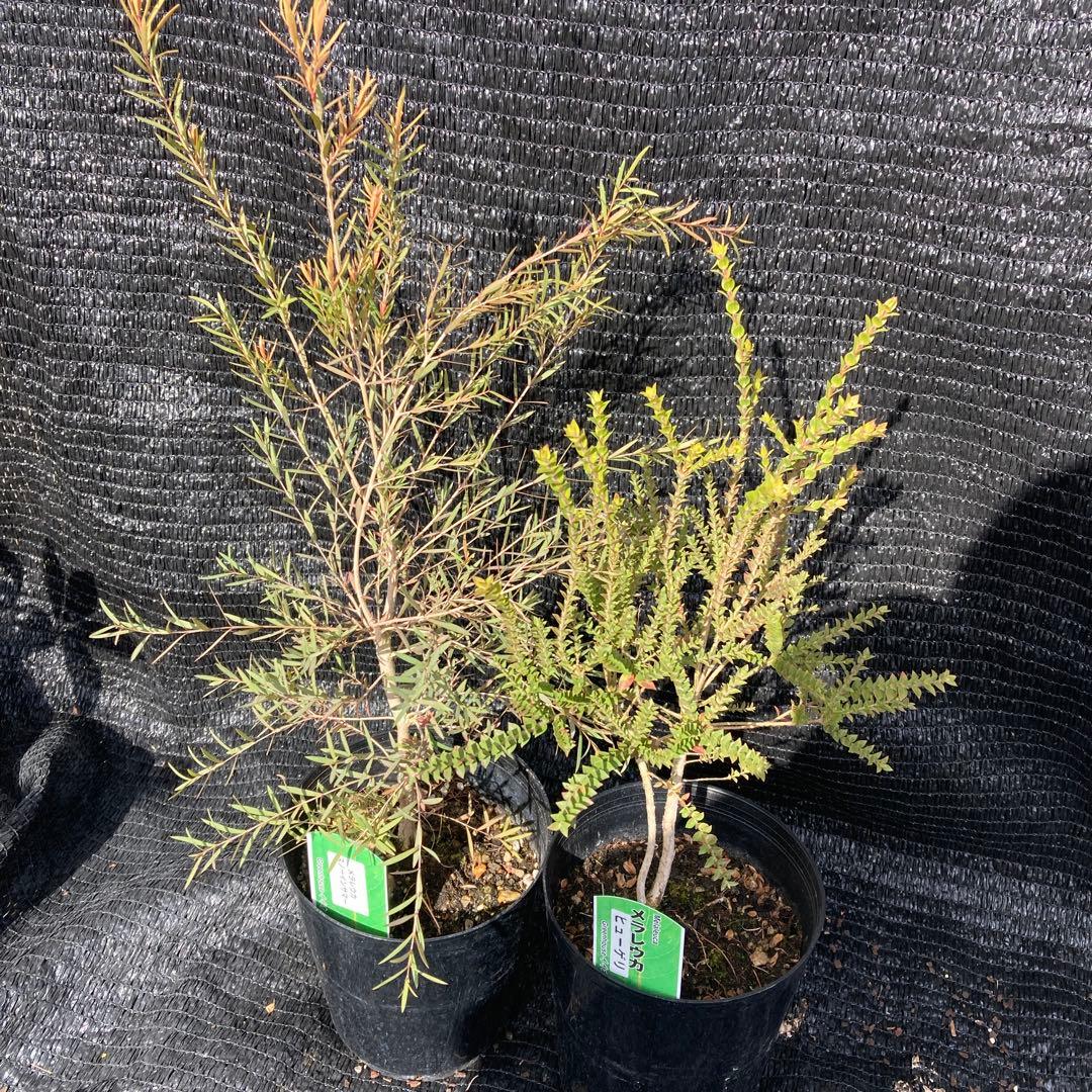 ①*:ஐ2種セット*:ஐメラレウカ・苗木【ヒューゲリ・スノーインサマー】5号