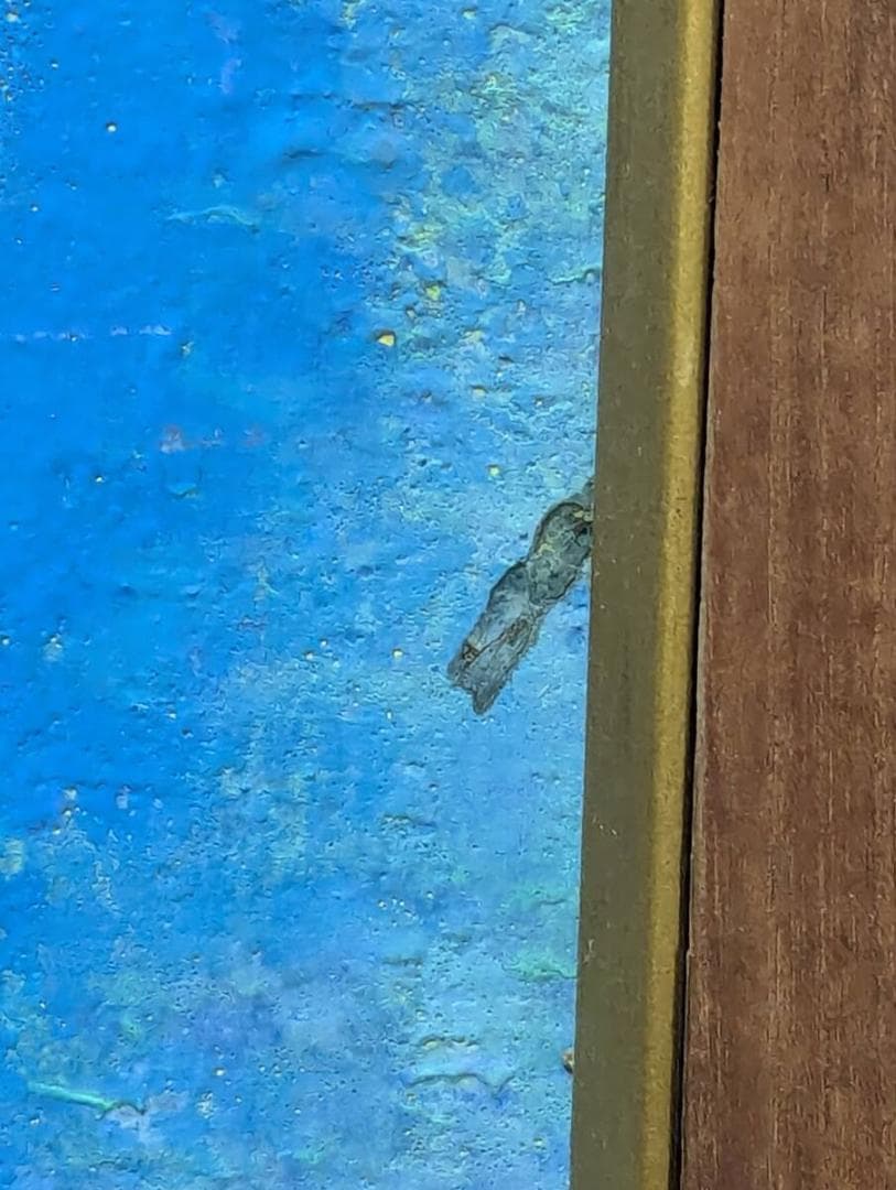 【真作】絵画　植杉泰子　日本画12号　静物　美しい色彩のハーモニー　U57