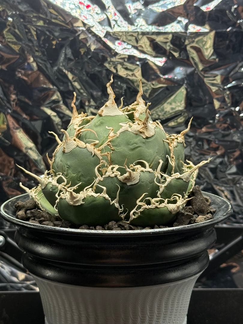 ノーネーム　実生　子株　変異