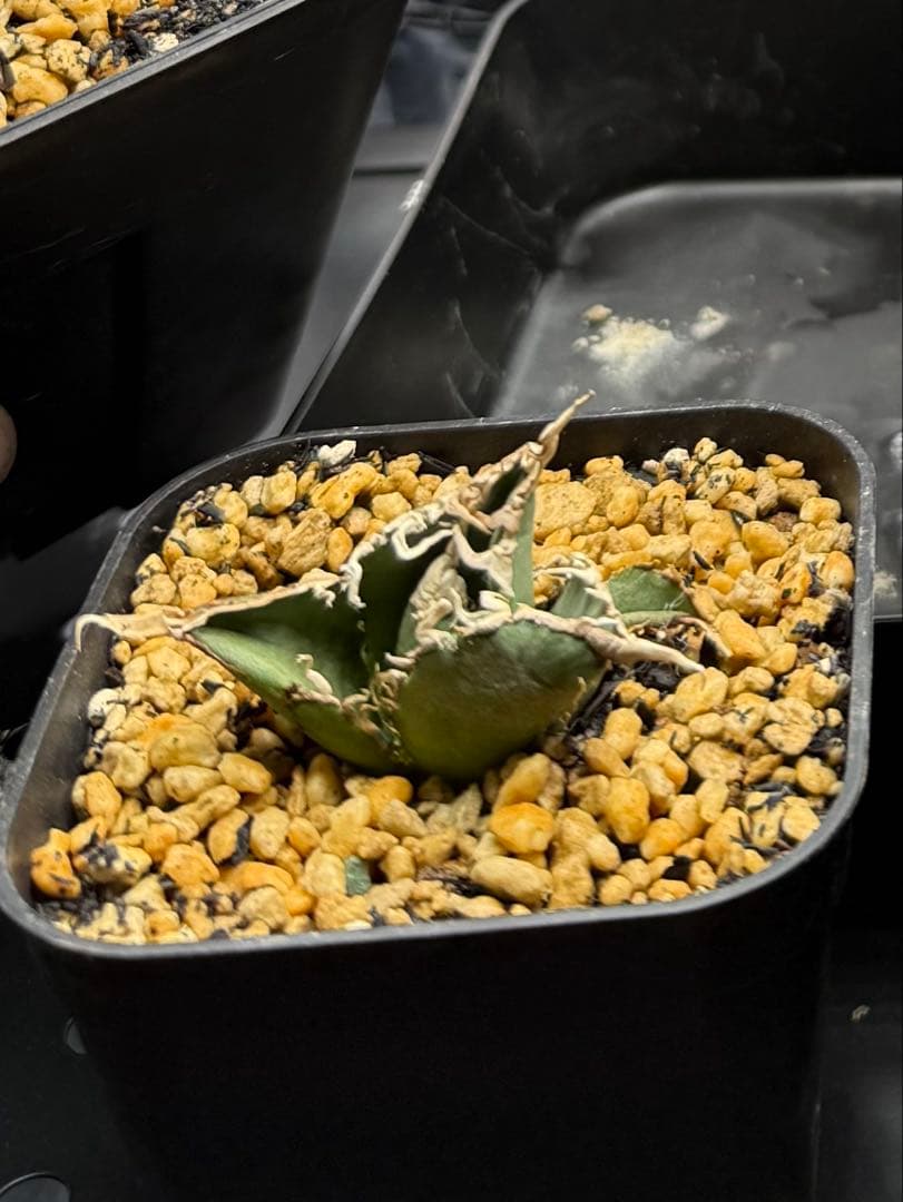 ノーネーム　実生　子株　変異