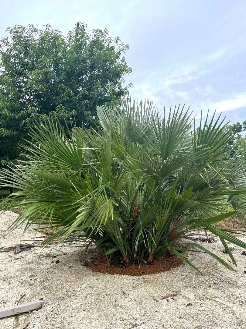 巨大チャメロップス　引き取り限定