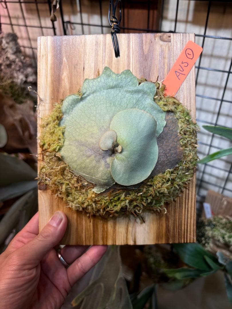 ビカクシダ ベイチー P.veitchii wild Australia① - メルカリ