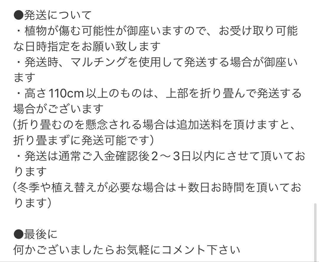 ［現品］4番　フィカス　ウンベラータ　8号　観葉植物　室内　大型　ゴムの木　人気