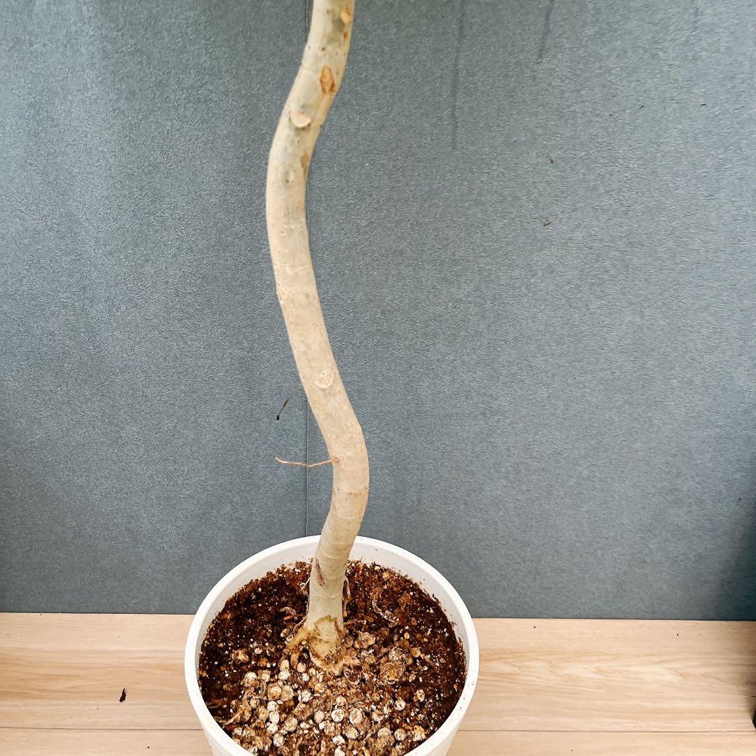 ［現品］4番　フィカス　ウンベラータ　8号　観葉植物　室内　大型　ゴムの木　人気