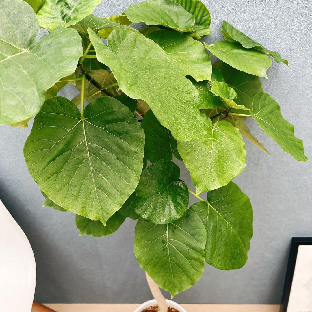 ［現品］4番　フィカス　ウンベラータ　8号　観葉植物　室内　大型　ゴムの木　人気