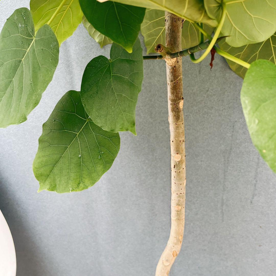 ［現品］4番　フィカス　ウンベラータ　8号　観葉植物　室内　大型　ゴムの木　人気