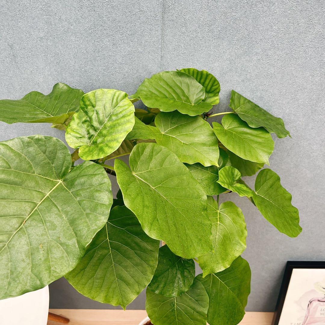 ［現品］4番　フィカス　ウンベラータ　8号　観葉植物　室内　大型　ゴムの木　人気