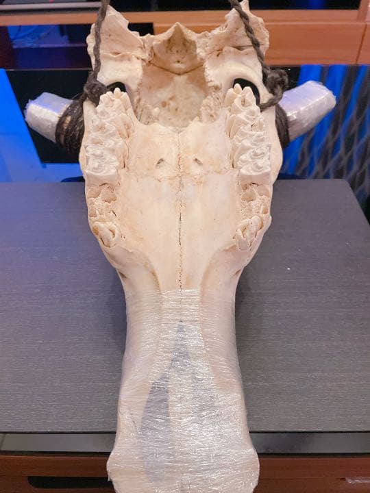 ハンティングトロフィー 【バッファロー】 【新品】