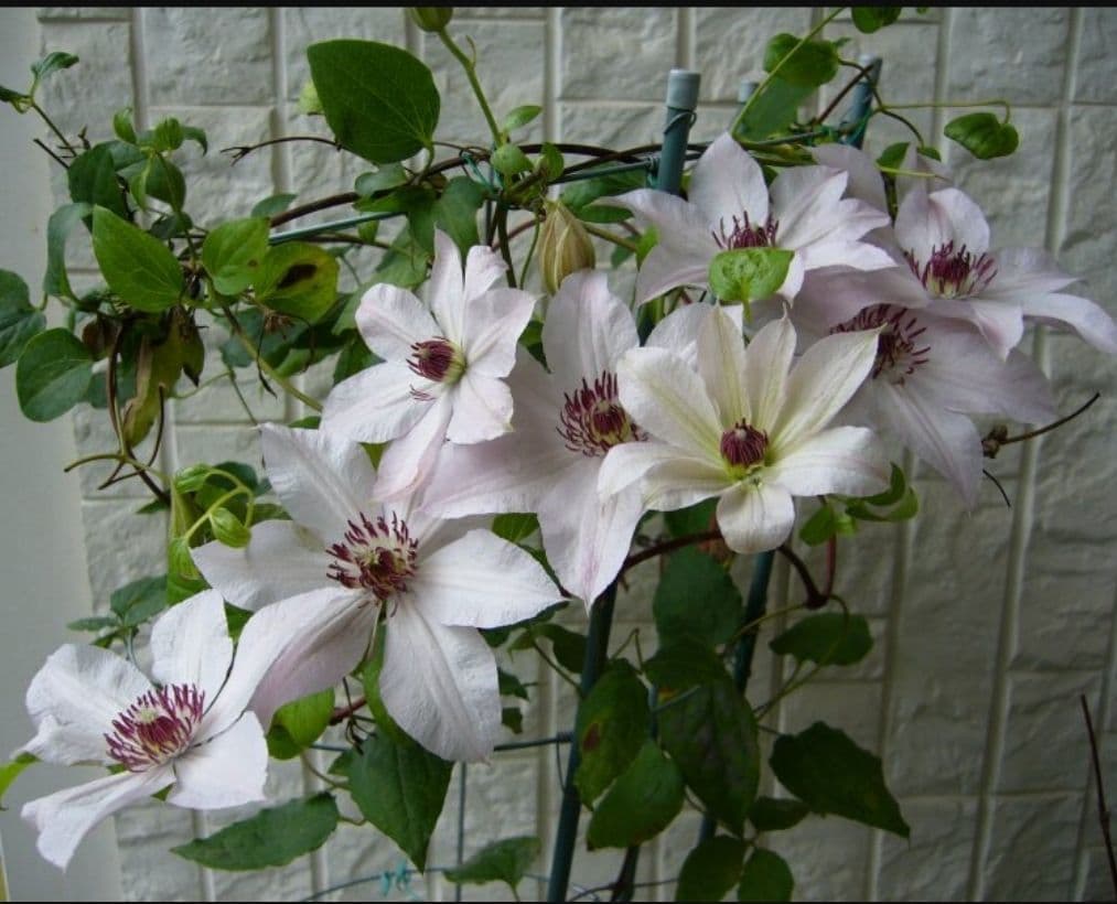 ジョンポール２　２年生　クレマチス