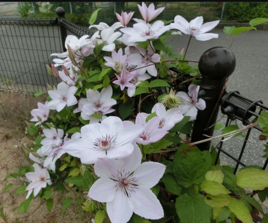 ジョンポール２　２年生　クレマチス