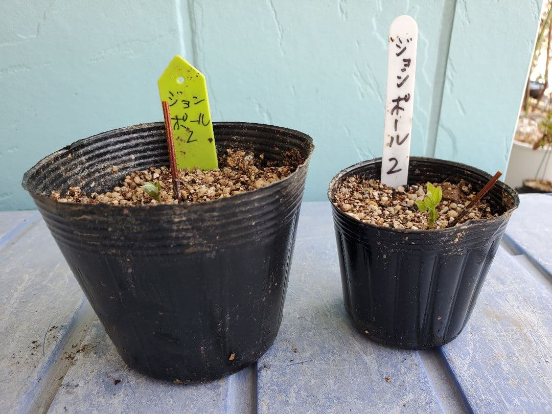 ジョンポール２　２年生　クレマチス