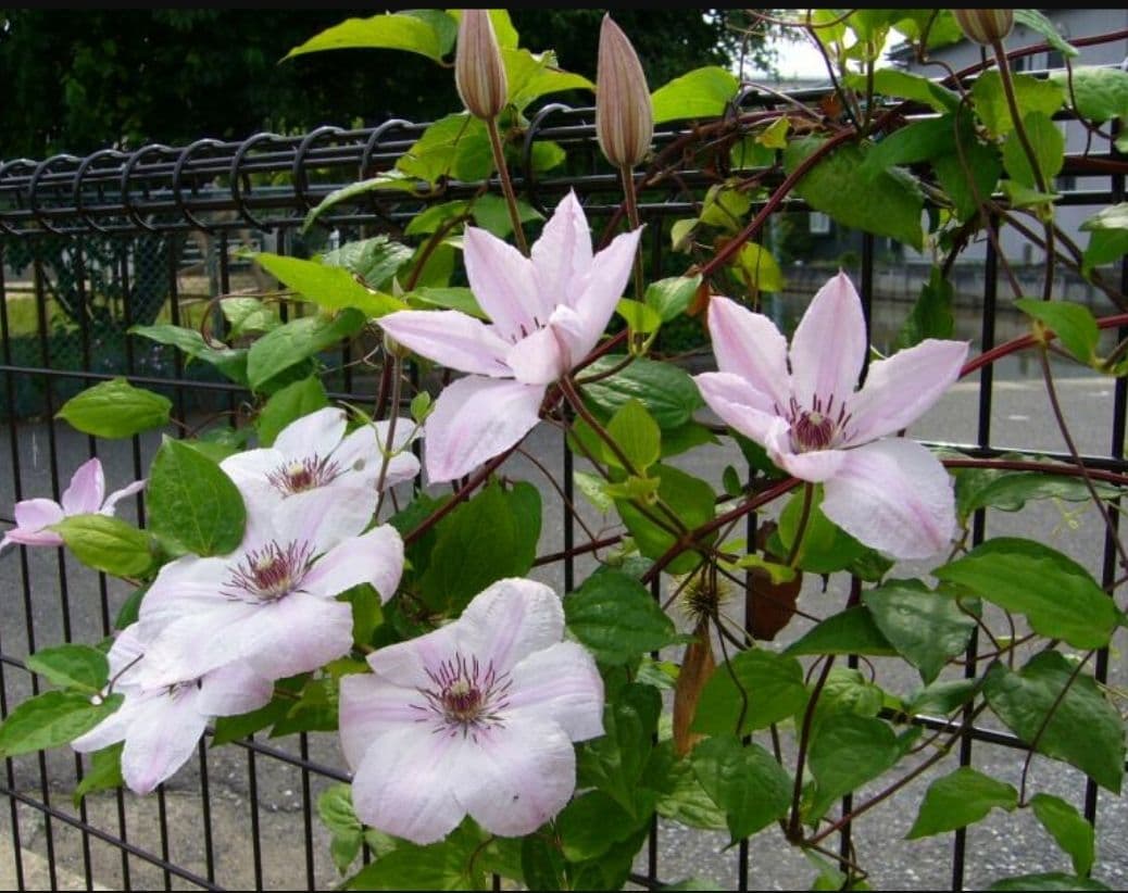 ジョンポール２　２年生　クレマチス