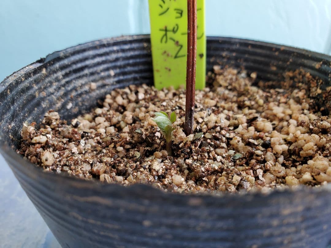 ジョンポール２　２年生　クレマチス