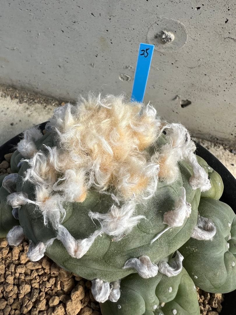 ロフォフォラ　翠冠玉