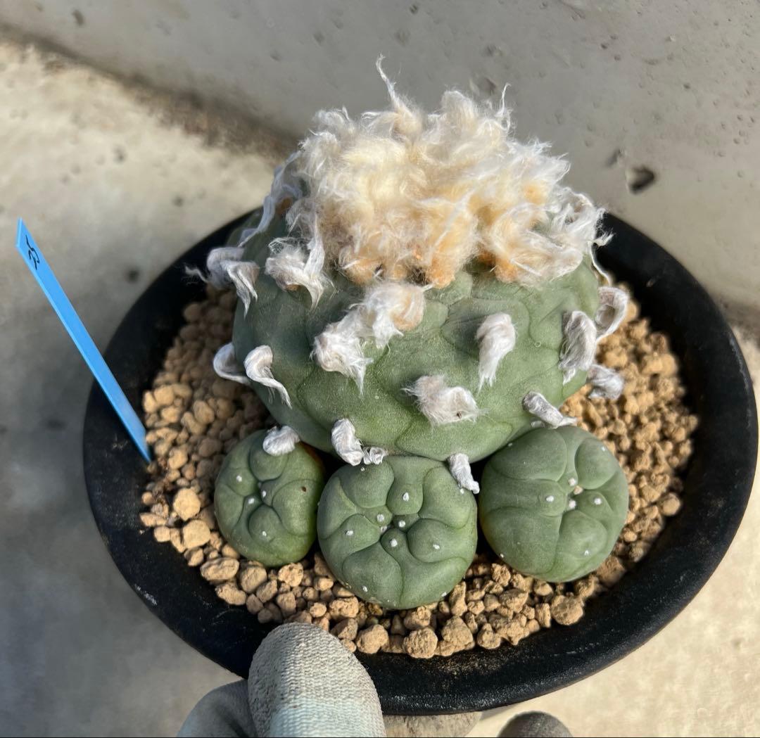 ロフォフォラ　翠冠玉