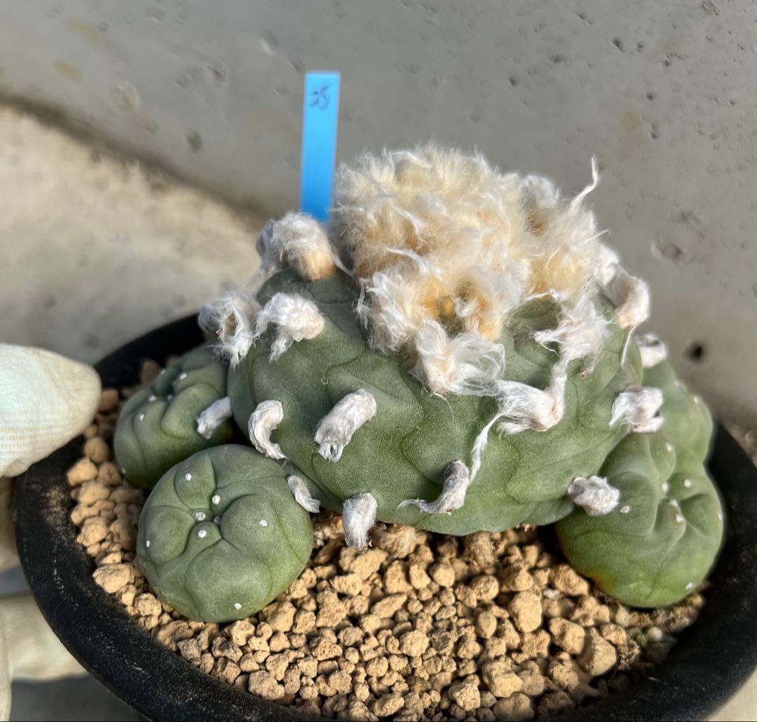 ロフォフォラ　翠冠玉