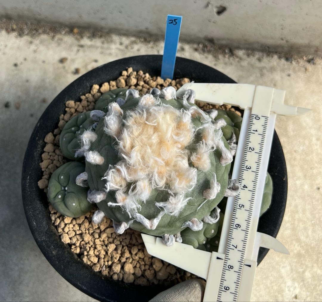 ロフォフォラ　翠冠玉