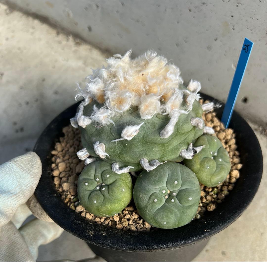 ロフォフォラ　翠冠玉