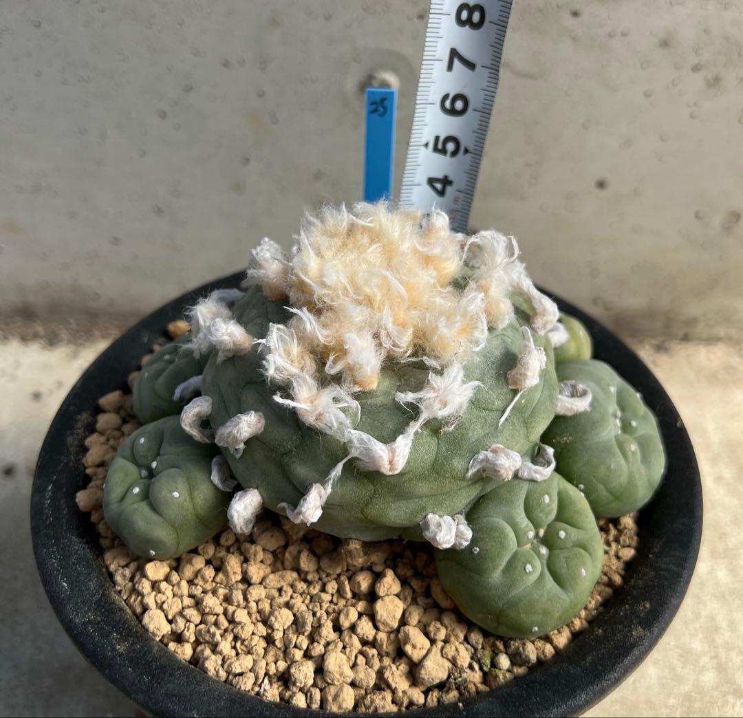 ロフォフォラ　翠冠玉