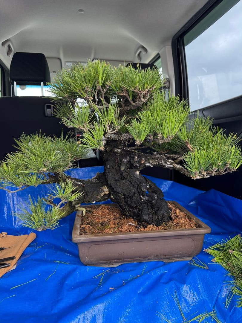 ハ*ル様 超貴重 樹齢150年 岩石性黒松 大型盆栽！