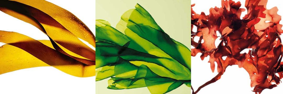 THALION 最高嶺オーシャンシークレットセラム（美容液）同梱購入可能商品