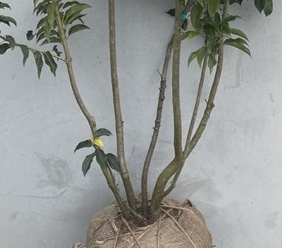 《現品》ソヨゴ　株立ち(雌株・メス株)　樹高1.8ｍ（根鉢含まず）582【苗木】