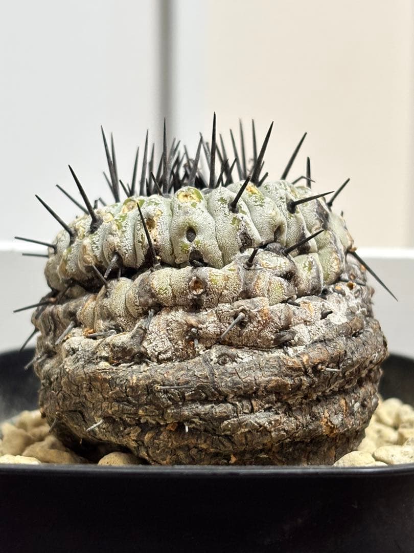 発根済　コピアポア コルムナアルバ Copiapoa 孤竜丸　黒王丸　シネレア2