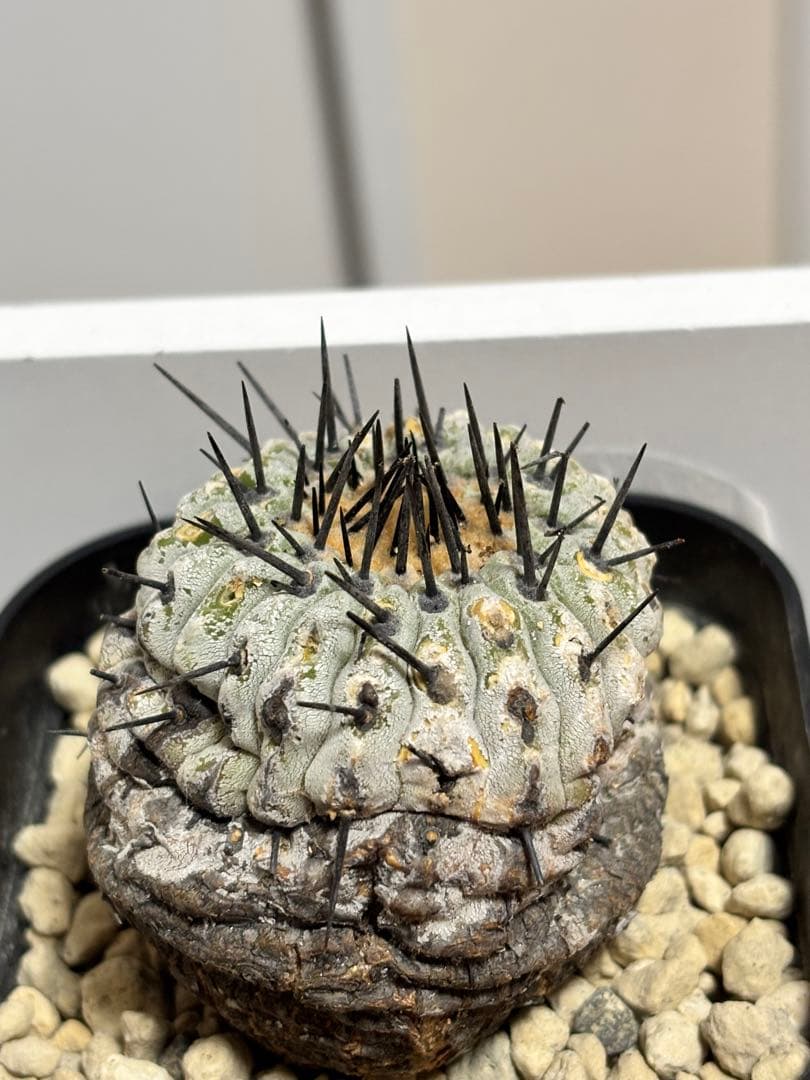 発根済　コピアポア コルムナアルバ Copiapoa 孤竜丸　黒王丸　シネレア2