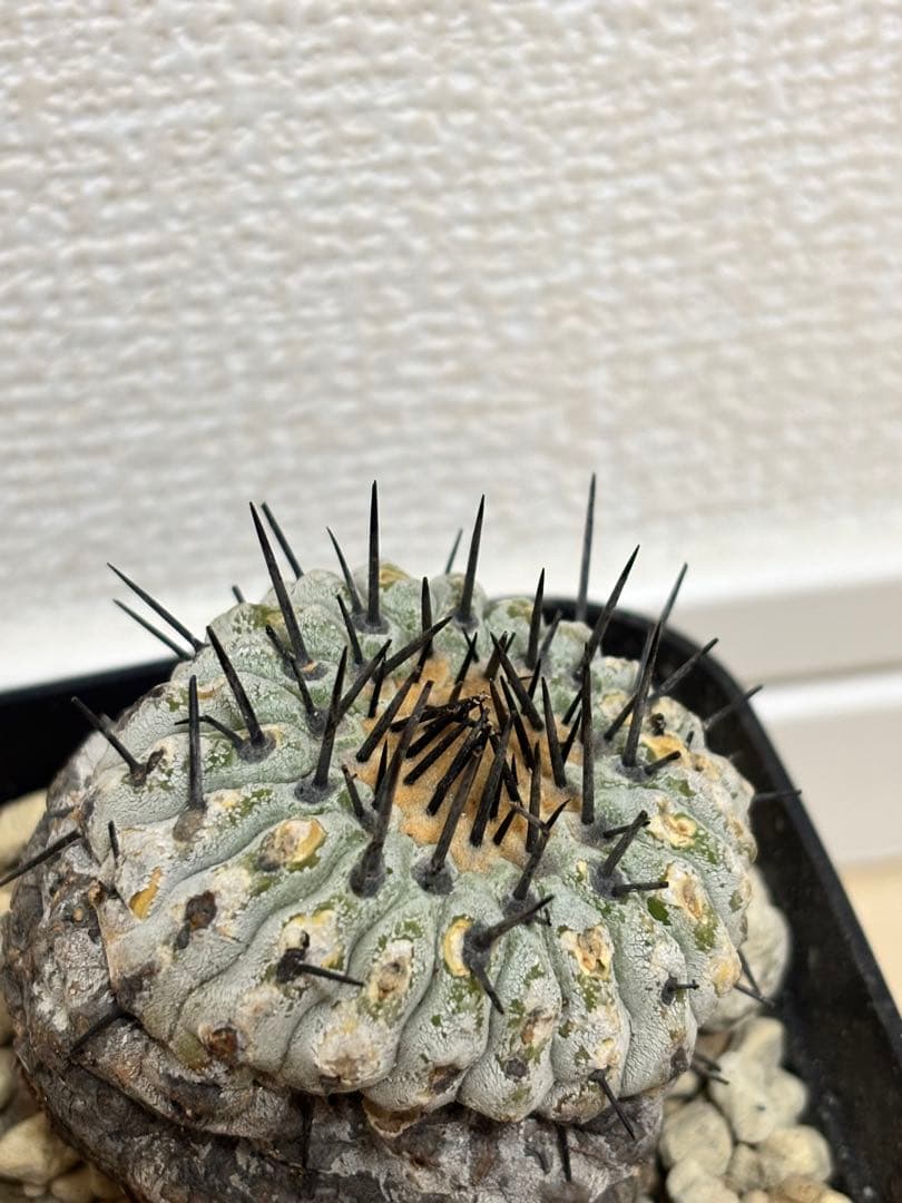 発根済　コピアポア コルムナアルバ Copiapoa 孤竜丸　黒王丸　シネレア2