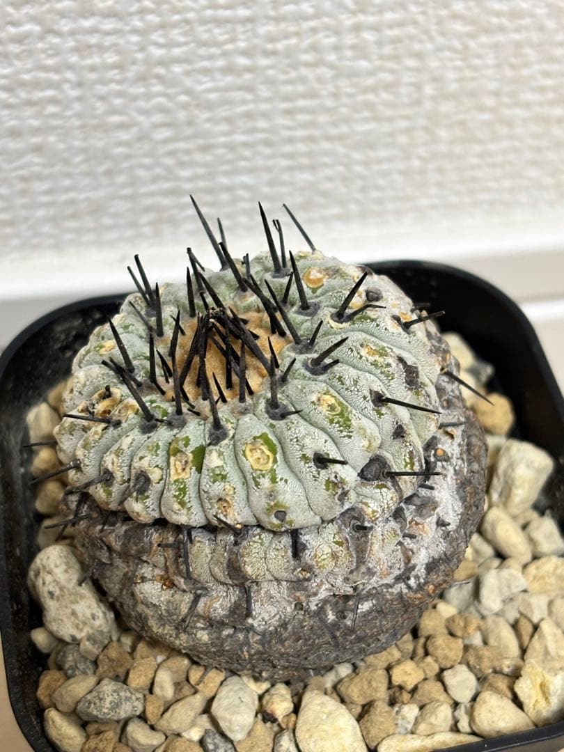 発根済　コピアポア コルムナアルバ Copiapoa 孤竜丸　黒王丸　シネレア2