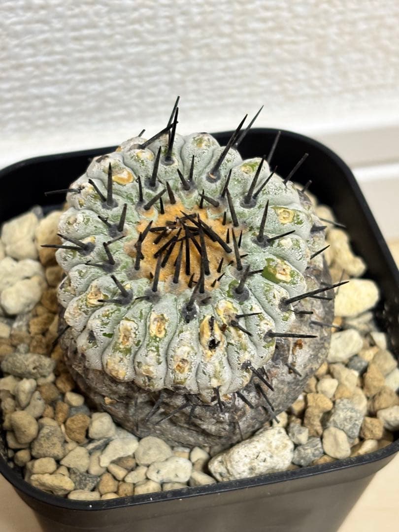 発根済　コピアポア コルムナアルバ Copiapoa 孤竜丸　黒王丸　シネレア2