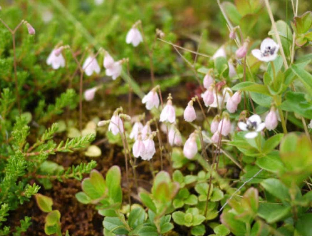《ヴィンテージ》ジイガントフタ　スウェーデン【リネアの時計　白陶板】壁飾り