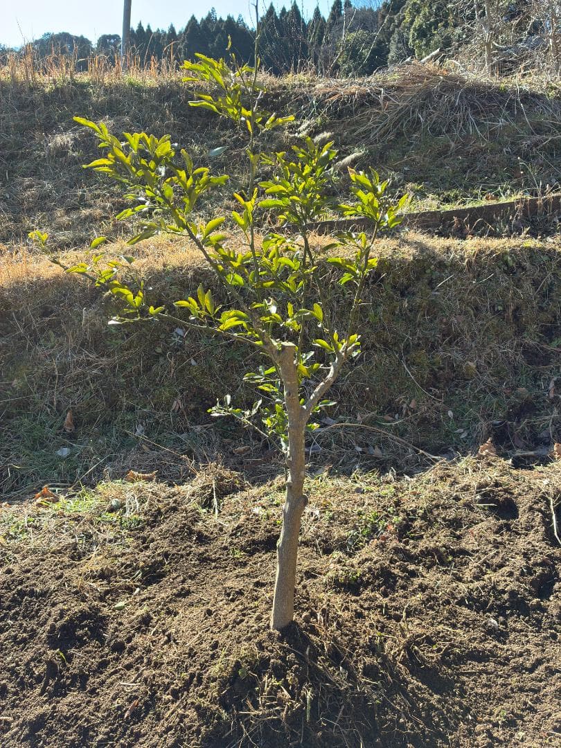 スイングルシトルメロ【4年生 大苗】