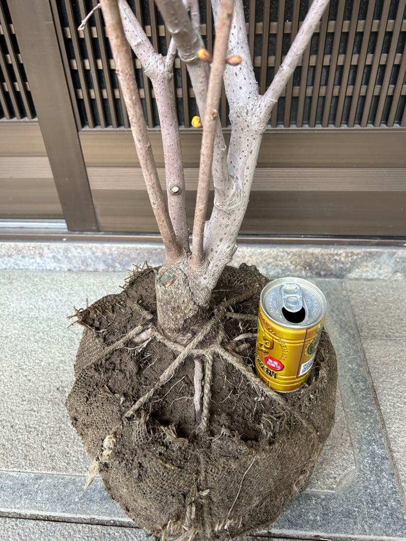 まさに旬 ロウバイ 蝋梅 花いっぱいの特大株 2注意事項確認ください