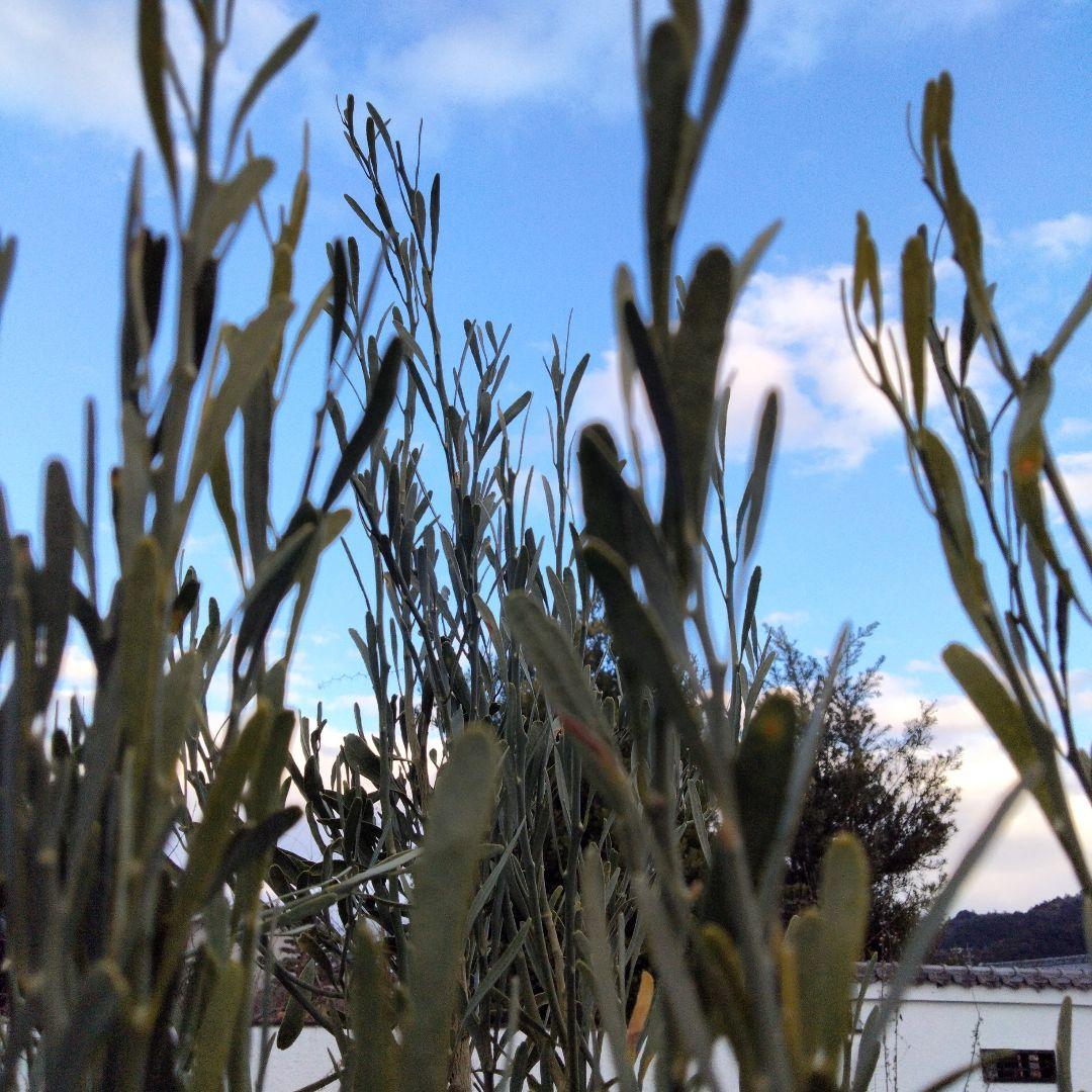 デザートライム