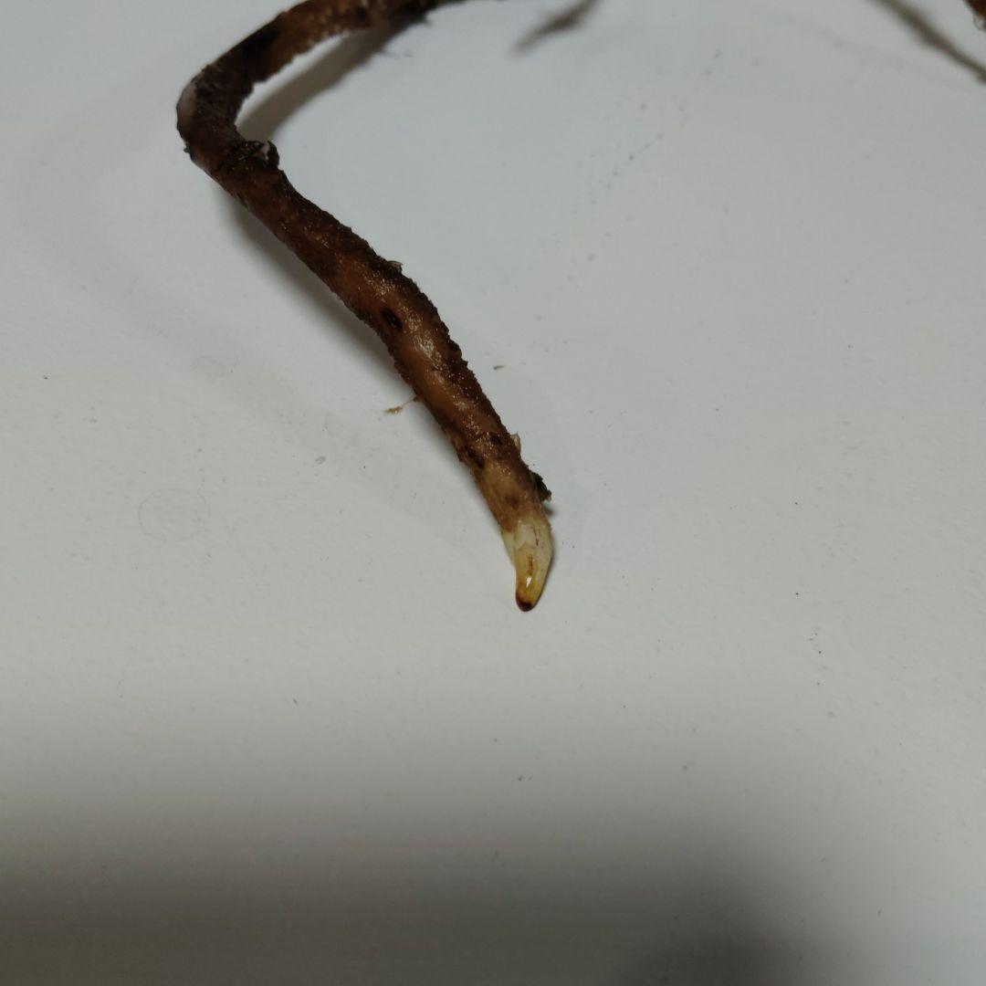 希少 モンステラ タイコン ステレーション スターライト トップ カット 発根済