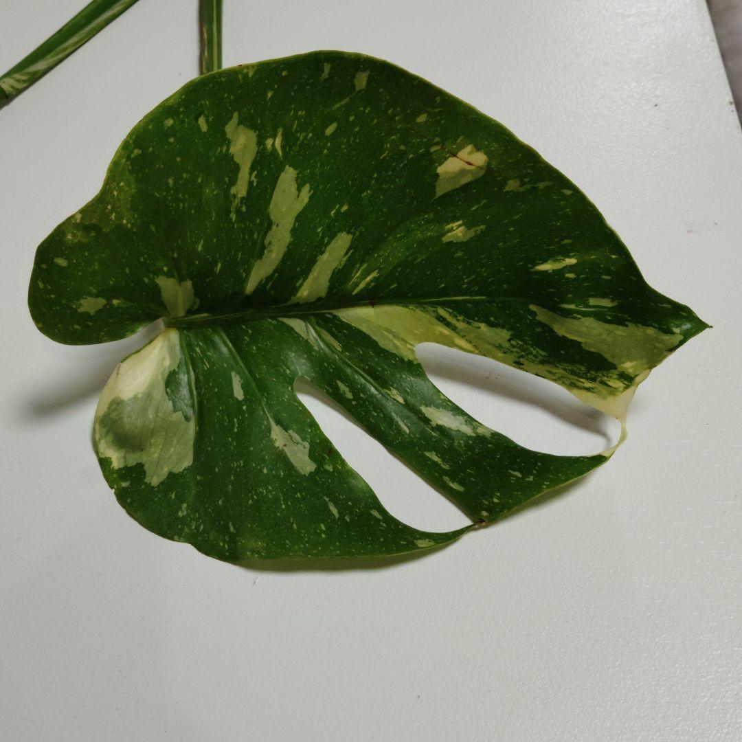 希少 モンステラ タイコン ステレーション スターライト トップ カット 発根済