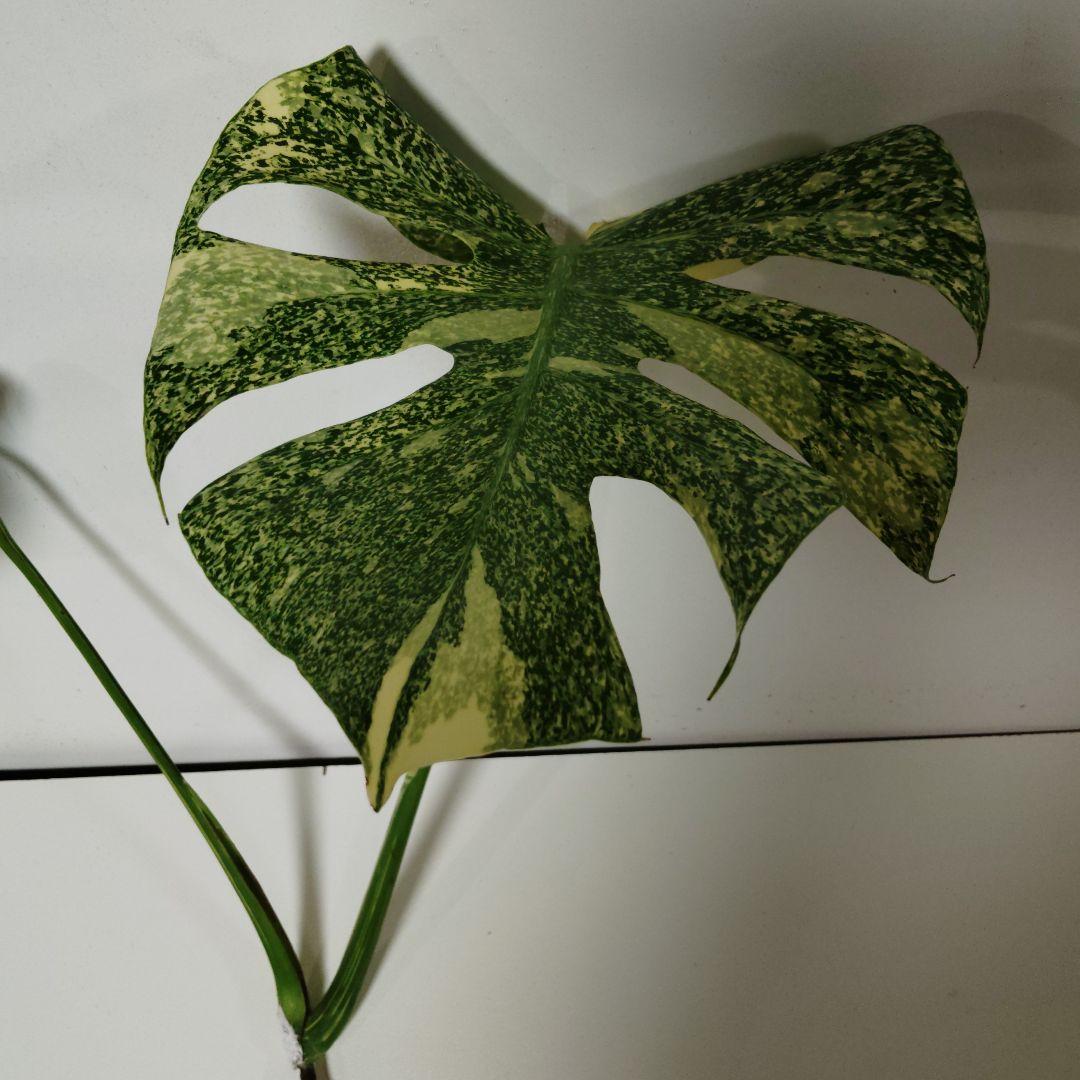 希少 モンステラ タイコン ステレーション スターライト トップ カット 発根済