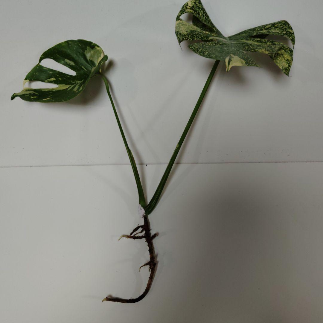 希少 モンステラ タイコン ステレーション スターライト トップ カット 発根済