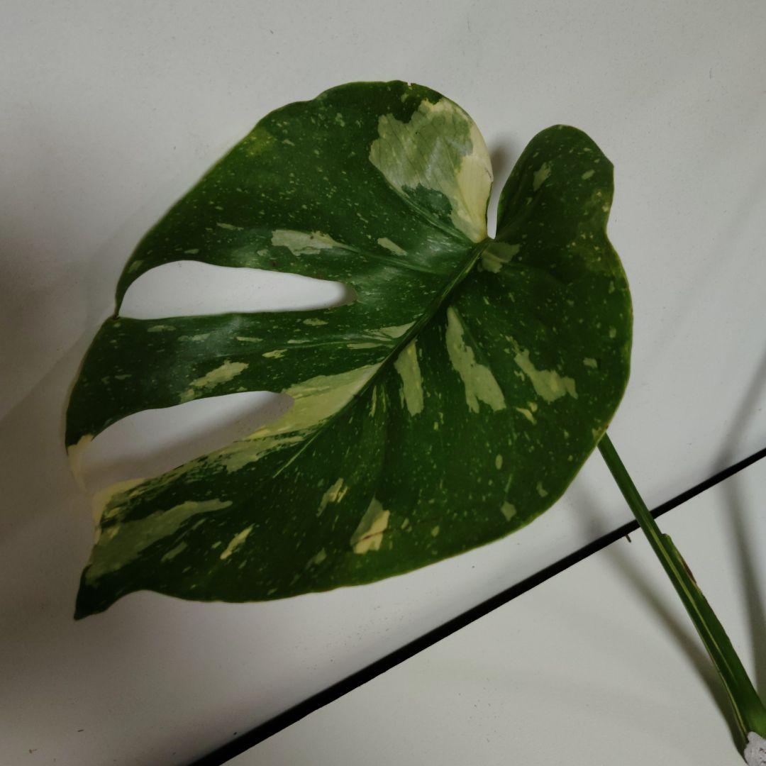 希少 モンステラ タイコン ステレーション スターライト トップ カット 発根済