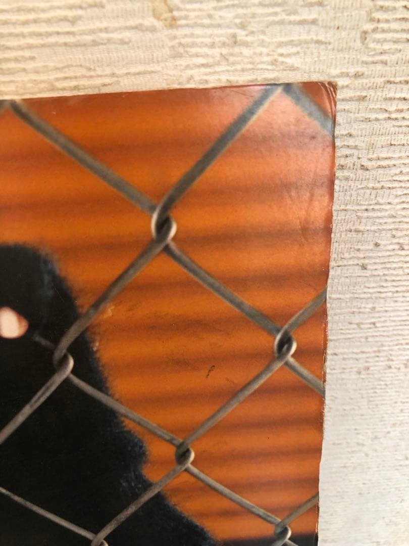 BoA 非売品 レア パネル スケッチャーズ skechers ②ボアちゃん近し