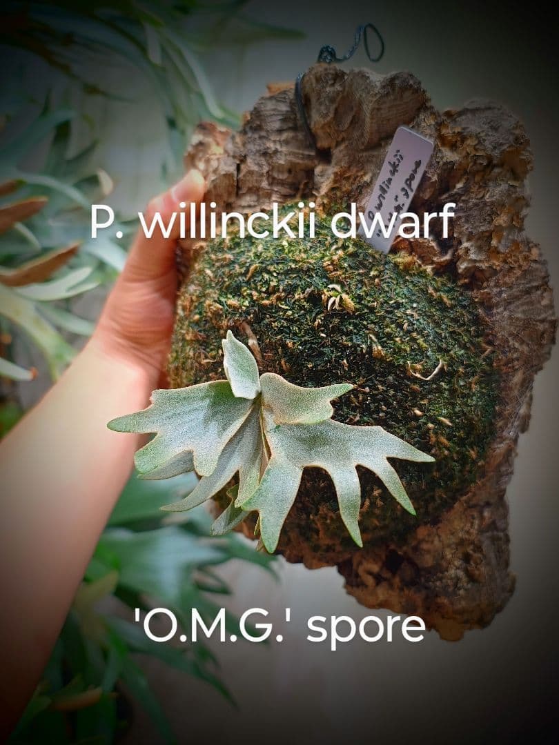 P.willinckii OMG 胞子培養苗 dwarf O.M.G ビカクシダ - メルカリ
