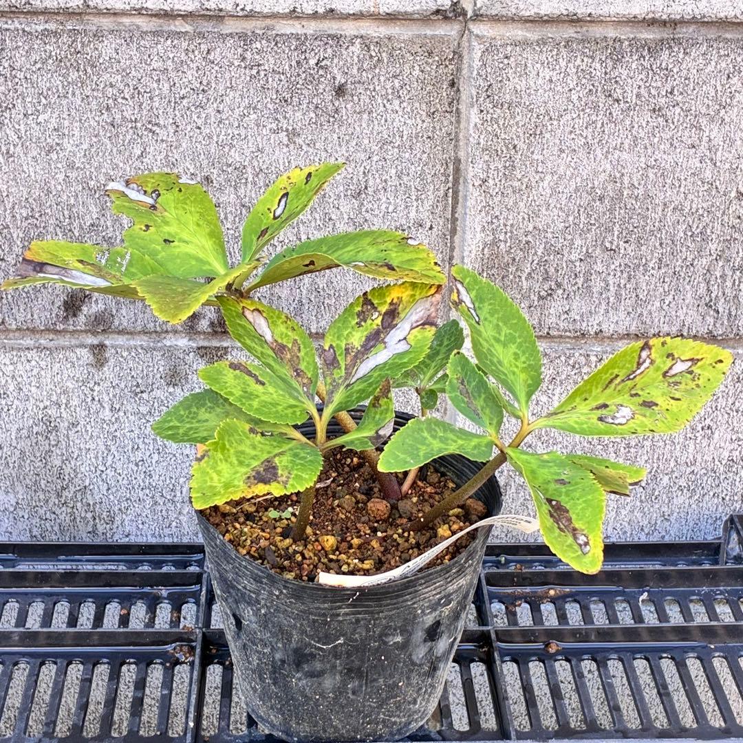 ✱*✱様 ❤️開花株❤️897Ash【ATLAS】超巨大充実❤️超大株❤️根パン