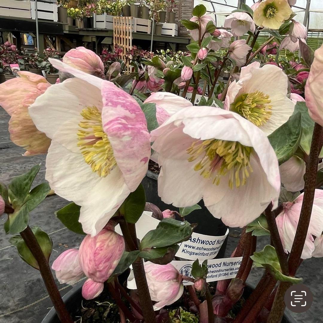 ✱*✱様 ❤️開花株❤️897Ash【ATLAS】超巨大充実❤️超大株❤️根パン