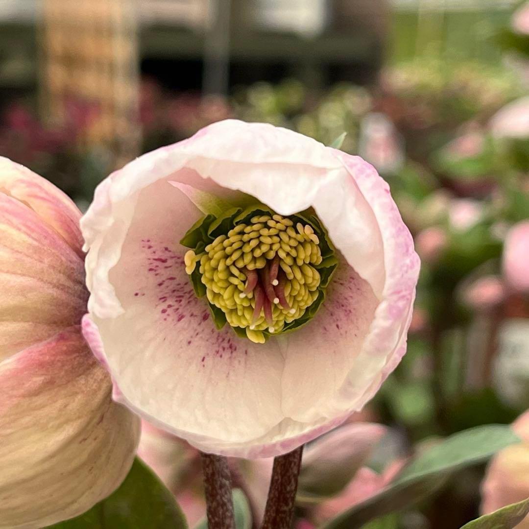 ✱*✱様 ❤️開花株❤️897Ash【ATLAS】超巨大充実❤️超大株❤️根パン