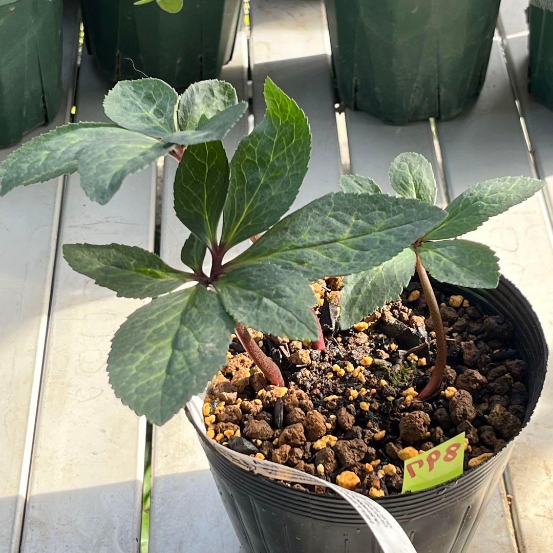 ✱*✱様 ❤️開花株❤️897Ash【ATLAS】超巨大充実❤️超大株❤️根パン